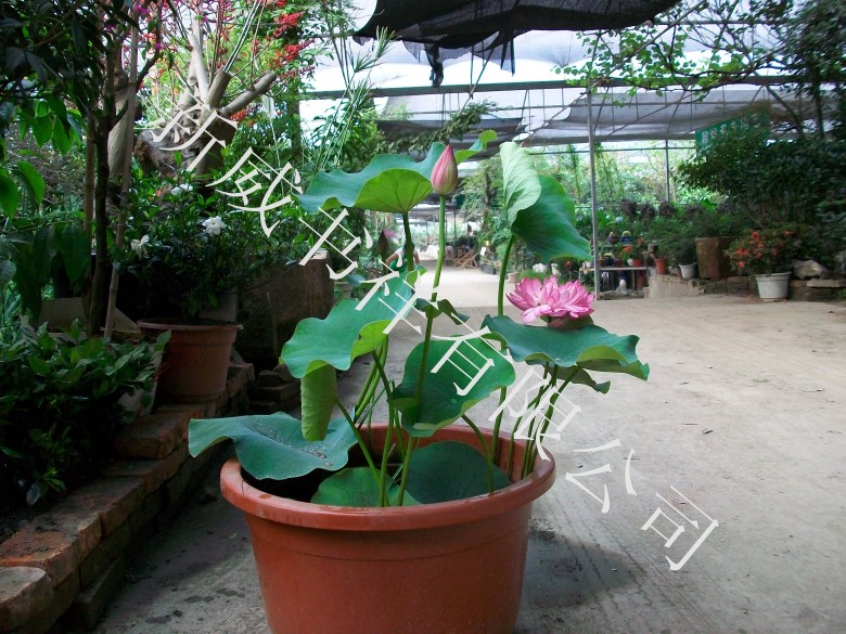 100_0108_conew1