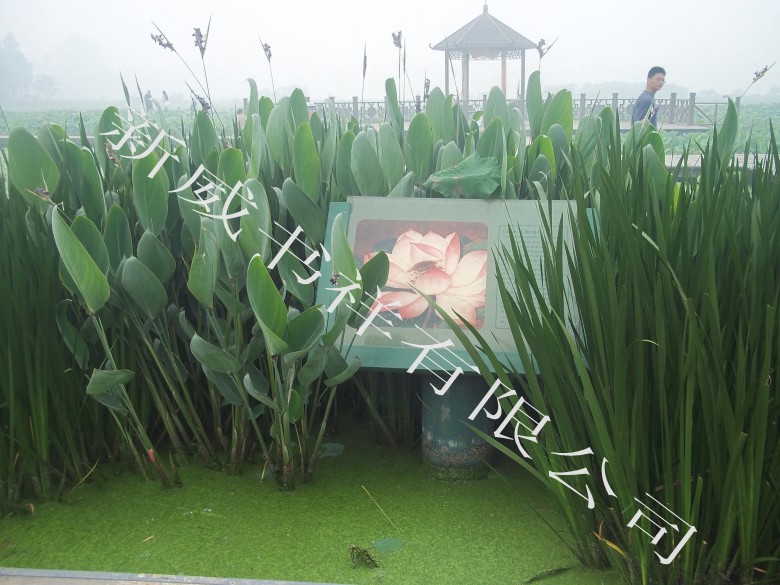 100_1130_conew1