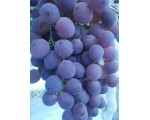 葡萄
