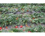 温江草莓基地