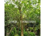 鹏鑫园艺场
