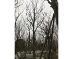 科创园林