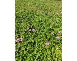 邓家花卉园艺