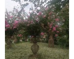 宏盛园艺场