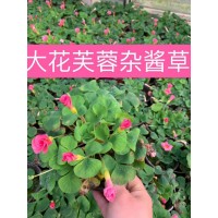 大花芙蓉杂酱草