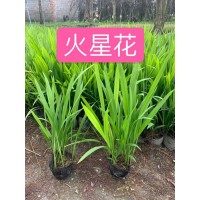 火星花