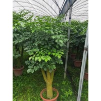 幸福树观叶植物