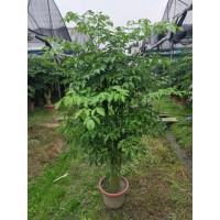 幸福树观叶植物