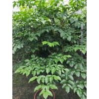 幸福树观叶植物