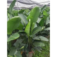 天堂鸟观叶植物