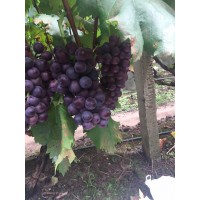 绵竹葡萄基地