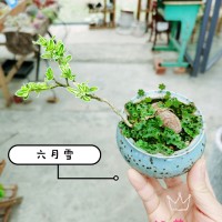 站花儿多肉植物