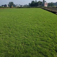 台湾二号草坪