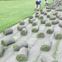 鸿运草场