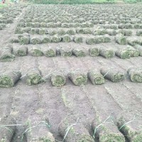 鸿运草场