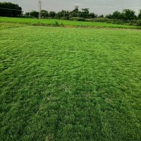 鸿运草场