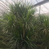 长兴盆栽植物
