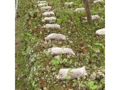 食用菌基地