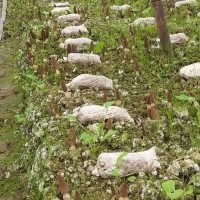 食用菌基地