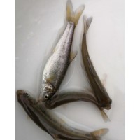 高原鱼类繁殖
