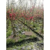 鲜海棠种植园