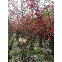 鲜海棠种植园