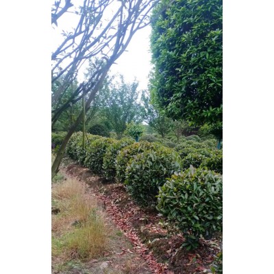 龙哥香樟基地