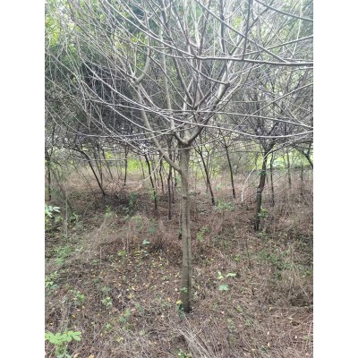 黄花槐基地