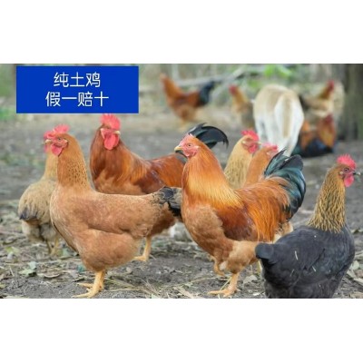 碧山生态果园