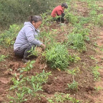 红静中药材