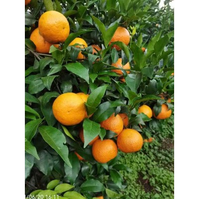 安逸生态农场