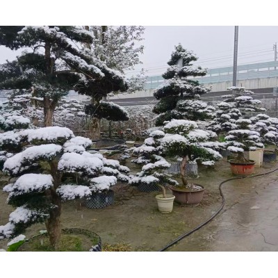 雀舌罗汉松基地